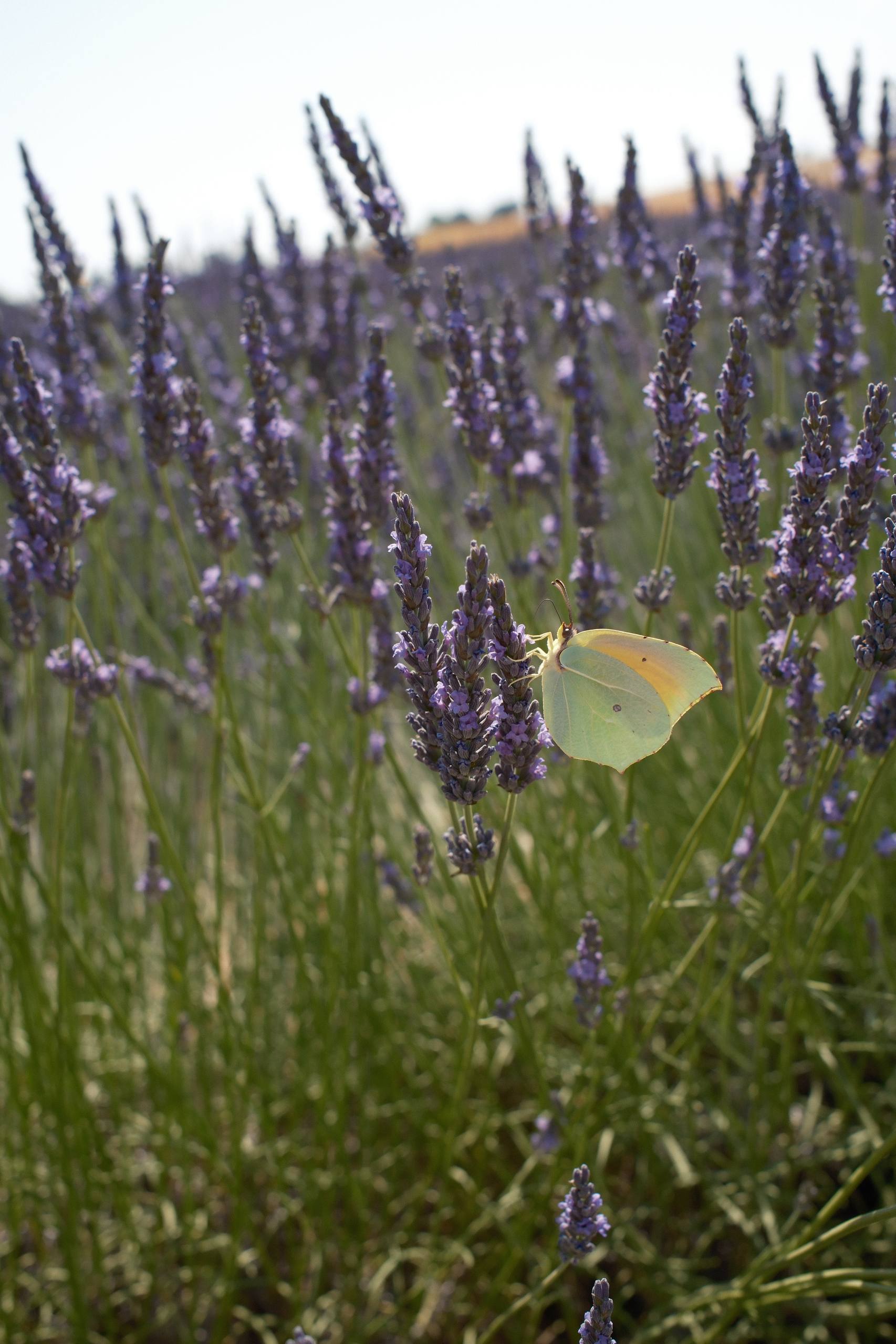 South Of France — 24